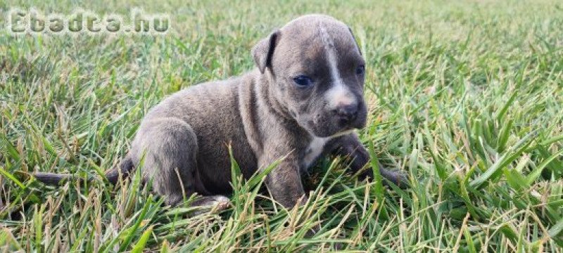 Amstaff kan kiskutyák