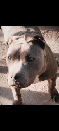 Staffordshire terrier