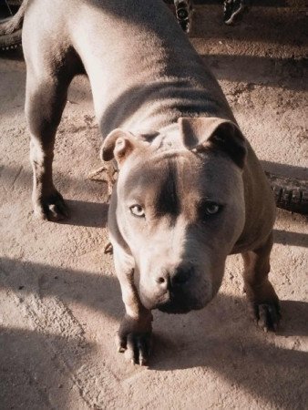 Staffordshire terrier