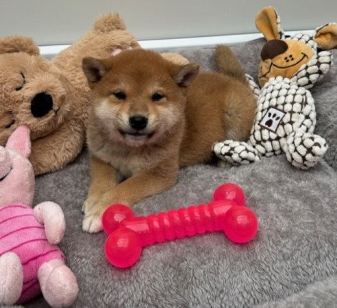 Shiba inu