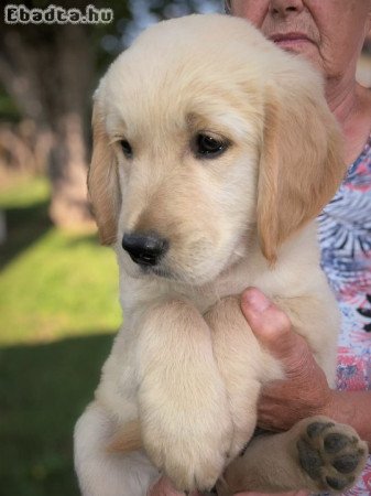 Golden retriever kölyök