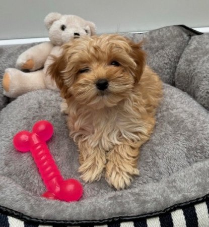 Maltipoo