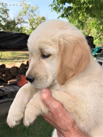 Golden retriever kölyök