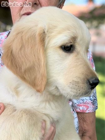 Golden retriever kölyök