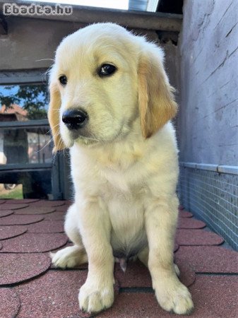 Golden retriever kölyök