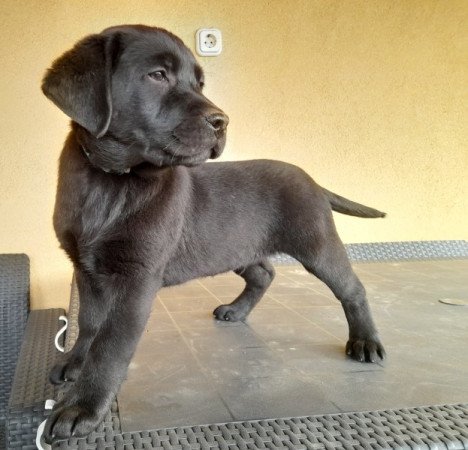 Labrador