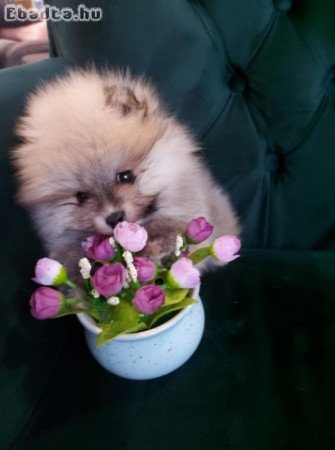 Pomeranians - Love at First view