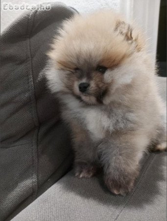 Pomeranians - Love at First view