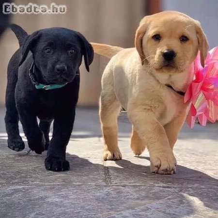 Labrador retriever kölykök