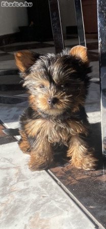 Mini yorki kisfiú