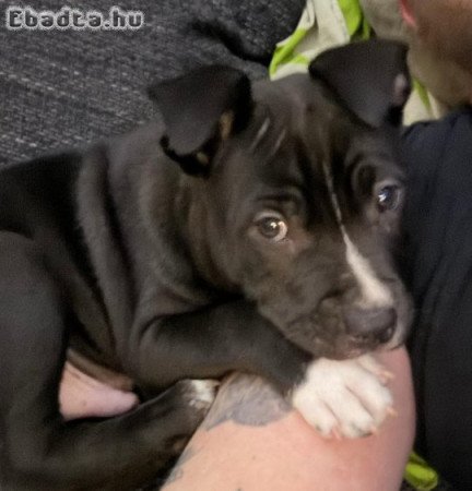 Staffordshire terrier kölykök