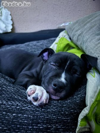 Staffordshire terrier kölykök