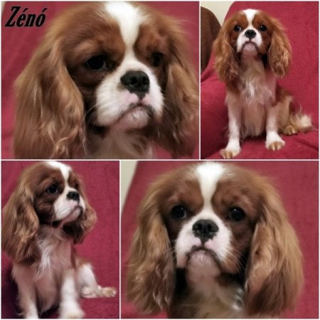 cavalier king charles spániel