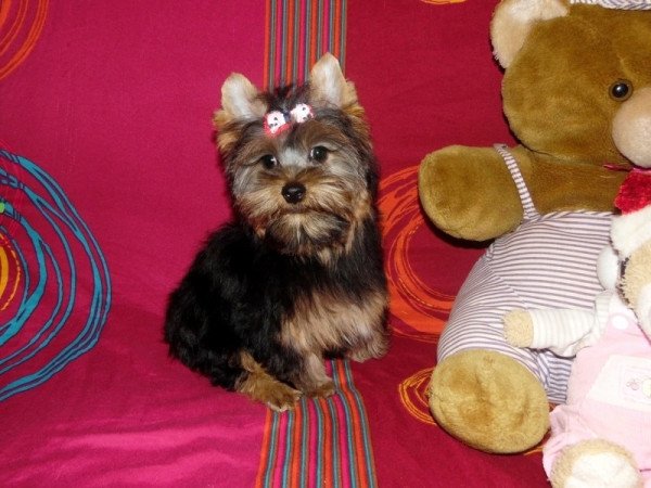 Yorkshire Terrier, Yorki