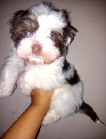 Bichon Havanese