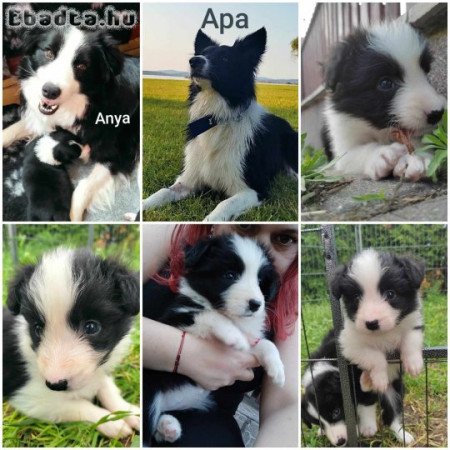 Border collie kislány kölyök kutyák