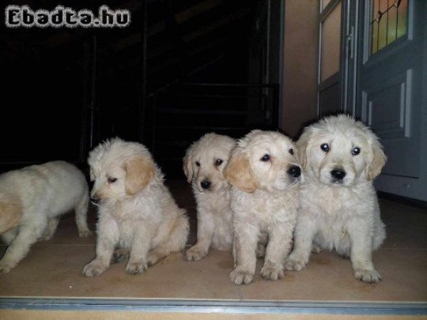 10 hetes golden retriver