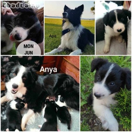 Border collie kislány kölyök kutyák