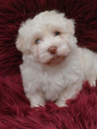 bichon havanese