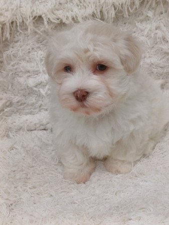 bichon havanese