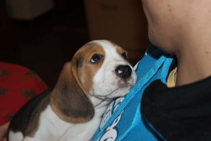 beagle