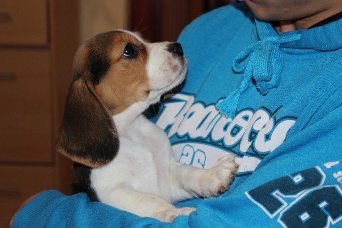 beagle