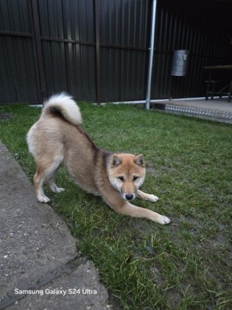 Shiba inu