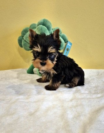 yorkshire terrier