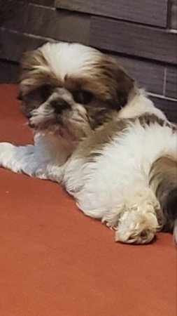 Shih tzu