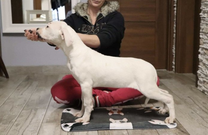 Dogo argentino