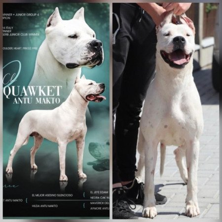 Dogo argentino