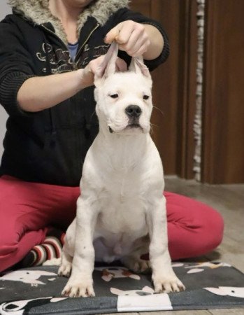 Dogo argentino