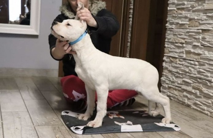 Dogo argentino