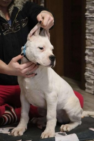 Dogo argentino