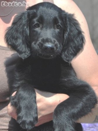 Flat Coated Retriever/ Simaszőrű retriever kölykök