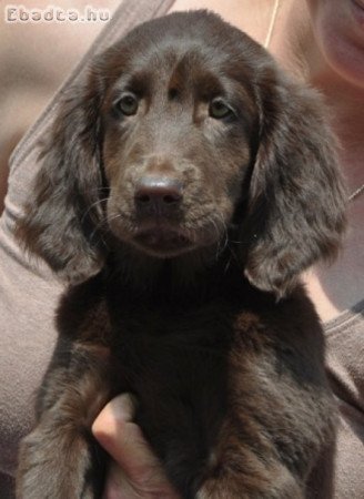 Flat Coated Retriever/ Simaszőrű retriever kölykök