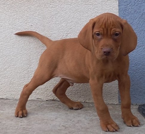 Magyar Vizsla