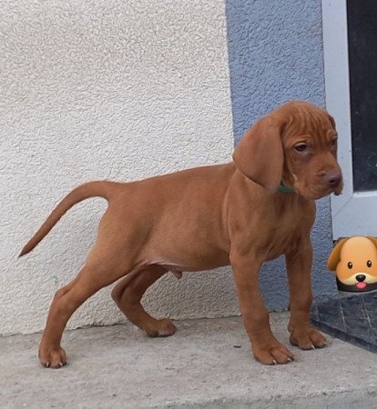 Magyar Vizsla