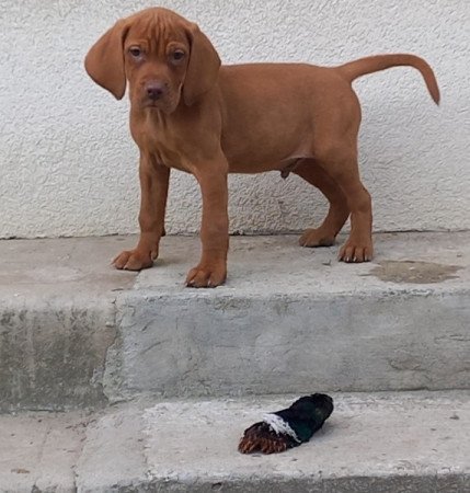 Magyar Vizsla