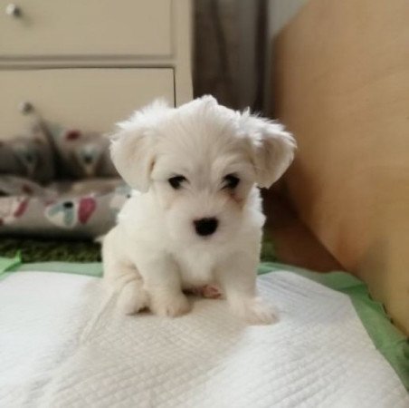 Bichon Havanese