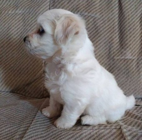 Bichon Havanese