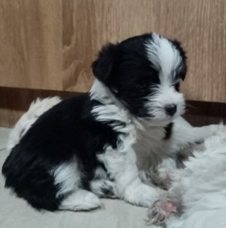 Bichon Havanese