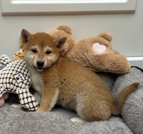 Shiba inu