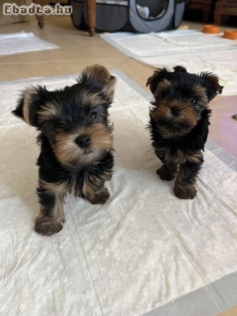 Yorkshire terrier kölykök