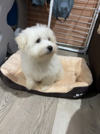 Coton de tulear