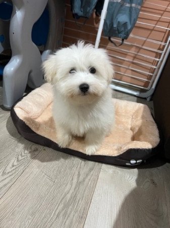 Coton de tulear