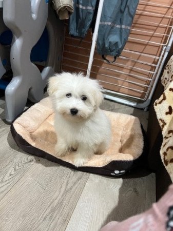 Coton de tulear