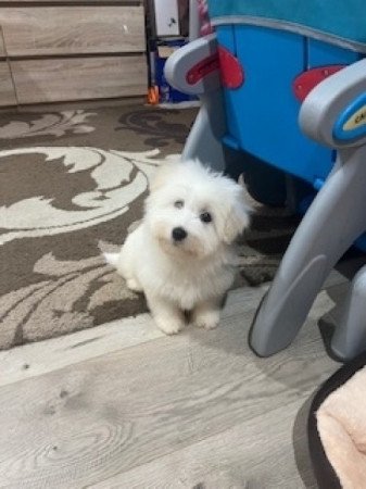 Coton de tulear