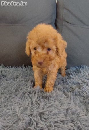 Toy Poodle - Love at First view