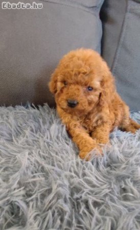 Toy Poodle - Love at First view